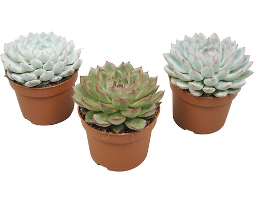 Pupovice FloraSelf Echeveria-kultivary 14-16 cm květináč Ø 10,5 cm různé druhy Tři rostliny Echeveria v květináčích