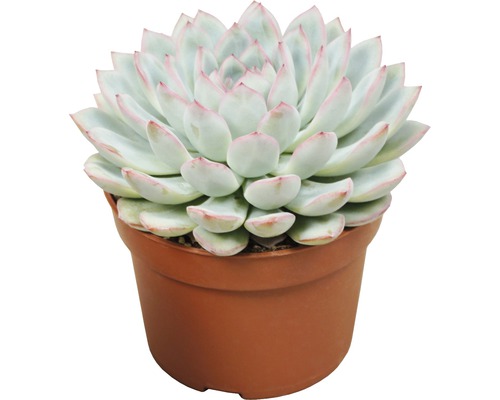 Tlustice v květináči