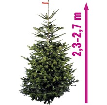 Jedle kavkazská o výšce 2,3 až 2,7 metru