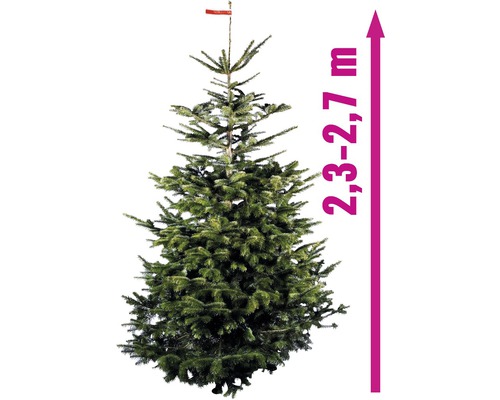 Jedle kavkazská o výšce 2,3 až 2,7 metru