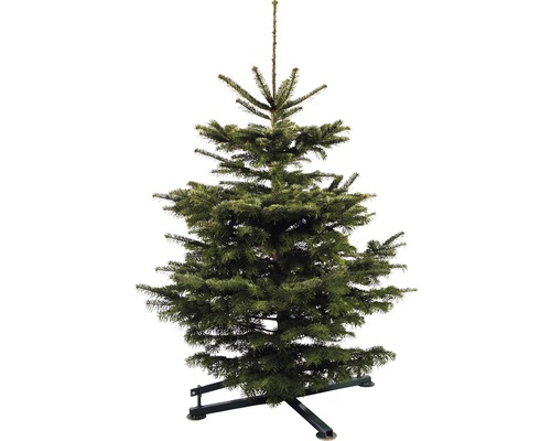 Řezaný vánoční strom jedle dánská 110 - 150 cm
