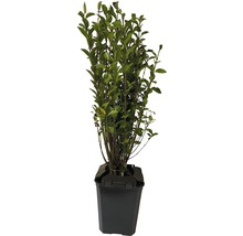Ptačí zob FloraSelf Ligustrum ovalifolium 40-60 cm v click květináči v balení 10 ks