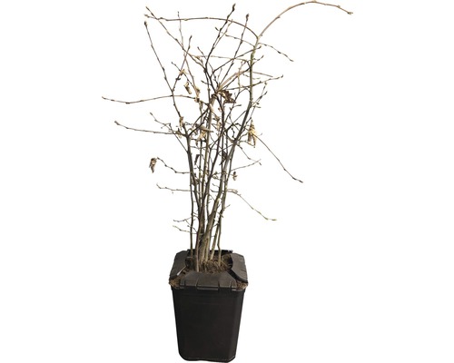 Rostlina bez listů v květináči