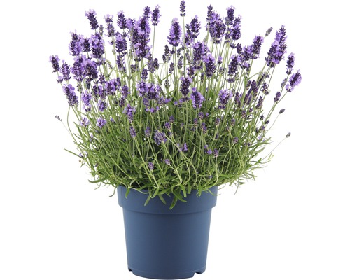 Levandule FloraSelf Lavandula angustifolia 'Hidcote Blue' květináč 5 l