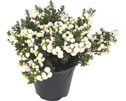 Libavka hrotitá FloraSelf Gaultheria mucronata 15-30 cm květináč 1,2 l bílá Květináč libavka s bílými bobulemi