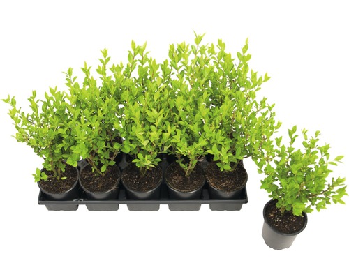 Ptačí zob vejčitolistý FloraSelf Ligustrum ovalifolium výška 20-40 cm květináč 0,6 l 1 ks