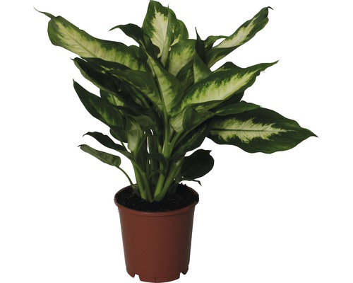 Difenbachie FloraSelf Dieffenbachia maculata 'Camilla' 35-45 květináč Ø 12 cm