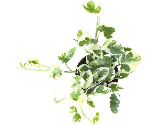 Pokojová rostlina Epipremnum Aureum v květináči