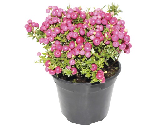 Libavka hrotitá FloraSelf Gaultheria mucronata výška 15-30 cm květináč 1,2 l růžová