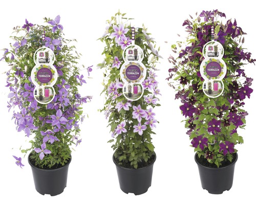 Tři rostliny plaménku v květináčích s různými květy