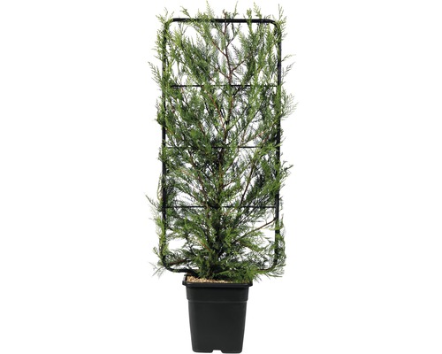 Cypřišovec Leylandův FloraSelf Cupressocyparis leylandii výška 110 x šířka 50 cm květináč 18 l