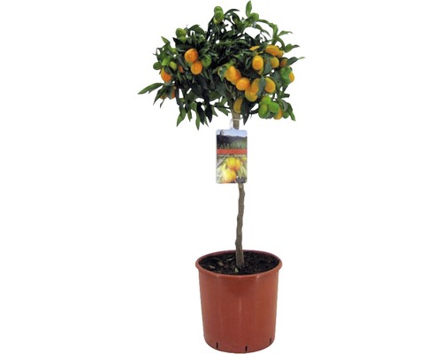 Kumkvat oválný FloraSelf Fortunella margarita (Citrus) 60-70 cm květináč Ø 19 cm Kumquatovník v květináči