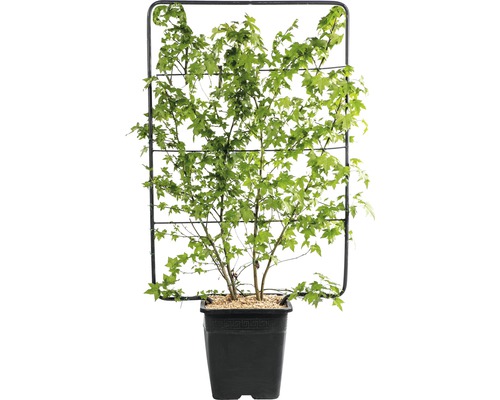 Ambroň západní na špalíru FloraSelf Liquidambar styraciflua výška cca 120 cm, šířka 80 cm květináč 30 l