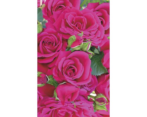 Detailní záběr květů růží