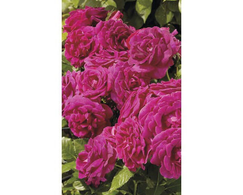 Detailní záběr skupiny růžových květů růží