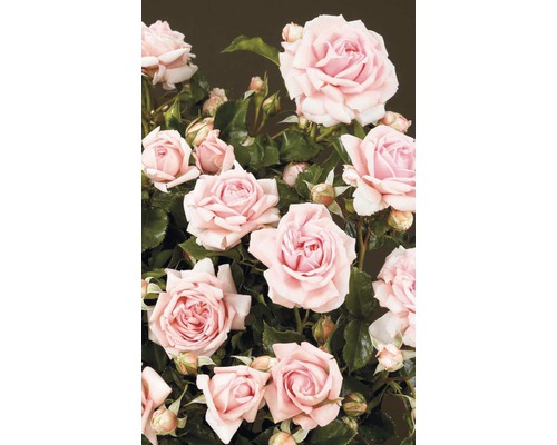 Keřová růže s mnoha květy