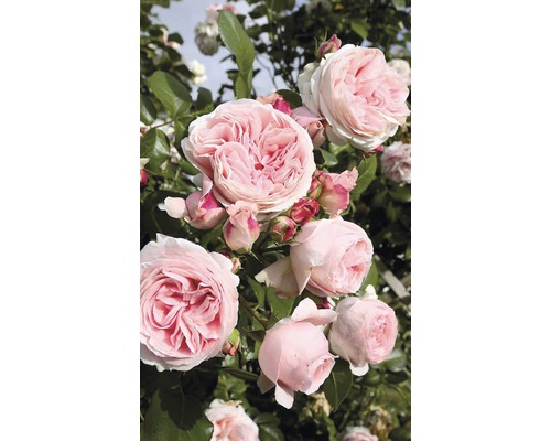 Detail popínavé růže s růžovými květy