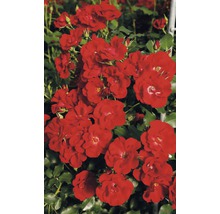 Záhonová růže – různé odrůdy 10-20 cm květináč 5 l červená, tmavě červená-thumb-3