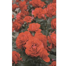 Záhonová růže – různé odrůdy 10-20 cm květináč 5 l červená, tmavě červená-thumb-1
