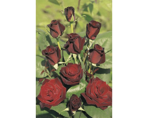 Kytice tmavě červených růží se zelenými listy