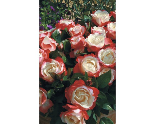 Detailní záběr dvoubarevných růží s bujnými zelenými listy