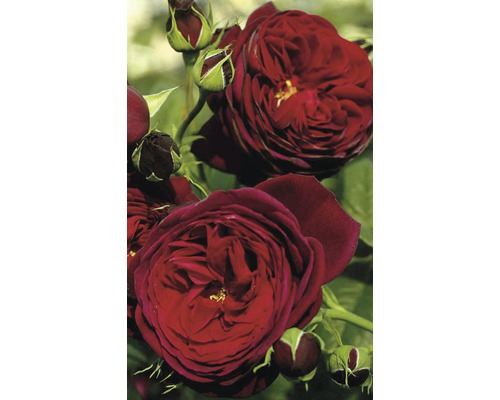 Detailní pohled na tmavě červené květy a poupata růží