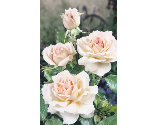 Rostlina růže s několika květy a zelenými listy