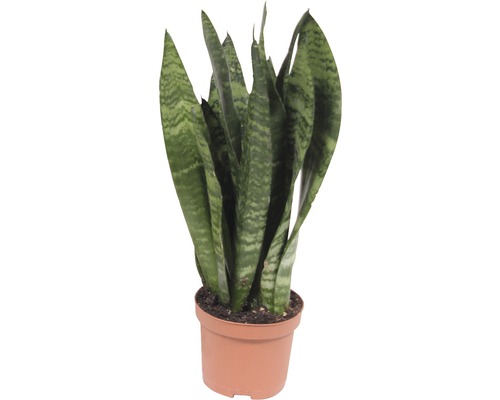 Sanseviera mix FloraSelf Sansevieria 25-35 cm květináč Ø 9 cm, různé druhy