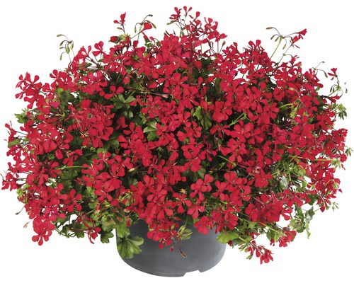 Pelargone převislá, muškát FloraSelf Pelargonium peltatum květináč Ø 10,5 cm 1 ks, různé druhy