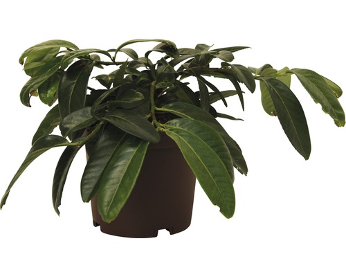 Bobkový květ v květináči