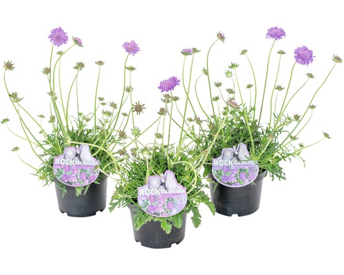 Tři Scabiosy v květináči do zahrady