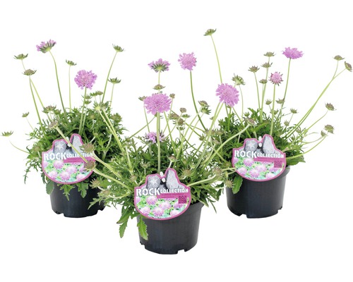 Hlaváč fialový chrastavec rolní Scabiosa columbaria 10-20 cm květináč 0,9 l růžový, modrý 1 ks