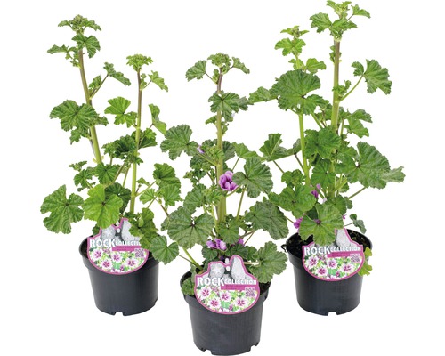 Sléz lesní ROCKCollection FloraSelf Malva sylvestris 10-15 cm květináč 0,9 l 1 ks Tři hrnkové rostliny z rodu sléz s zelenými listy a jednotlivými květy