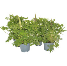 Lupina Lupinus kultivar 'Gallery' mix výška 30-45 cm květináč 3 l 1 ks, různé druhy