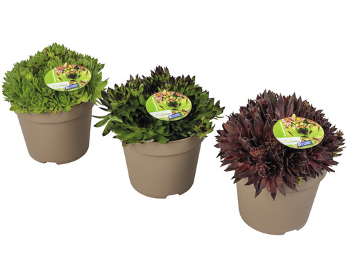 Netřesk FloraSelf Sempervivum kultivar 5-15 cm květináč 2 l 1 ks, různé druhy Tři rostliny netřesku v květináči