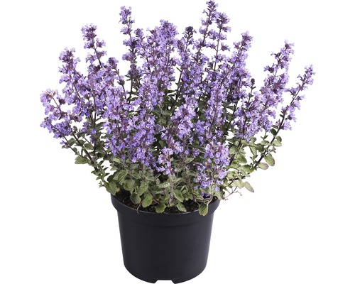 Šanta kočičí Nepeta x faassenii 'Purrsian Blue' výška 10-25 cm květináč 3 l