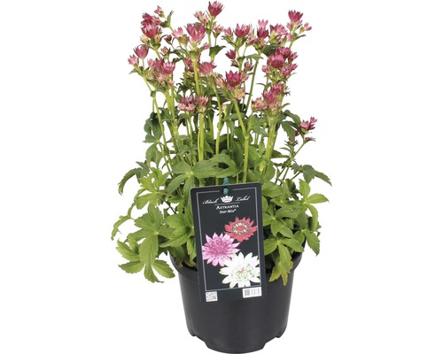 Jarmanka větší Astrantia major 'Roma' výška 30-45 cm květináč 3 l