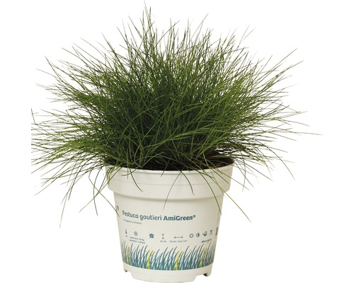 Kostřava metlovitá FloraSelf Festuca gautieri 'AmiGreen' výška 5-15 cm květináč 0,5 l