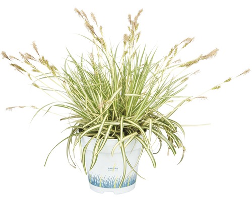 Ostřice ošimenská FloraSelf Carex oshimensis 'Evergold' výška 5-15 cm květináč 10,5 cm