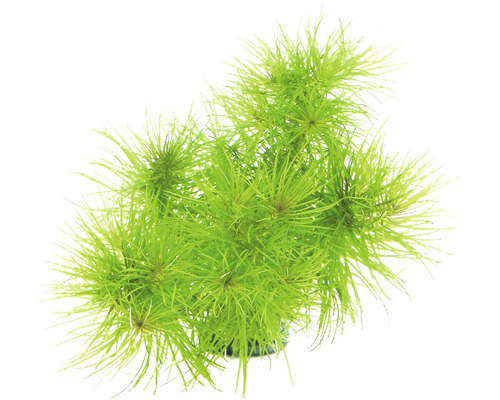 Vodní rostlina Pogostemon deccanensis Zelený šídlatka pro akvária