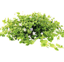 Kvetoucí okrasná rostlina Bacopa
