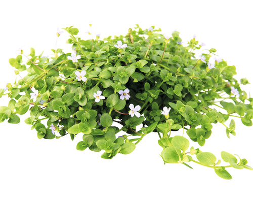 Kvetoucí okrasná rostlina Bacopa