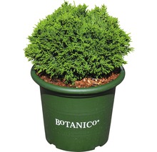Kulovitý cypřiš v květináči s logem Botanico.