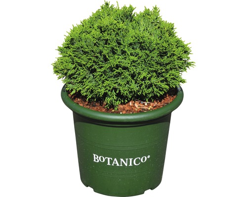 Kulovitý cypřiš v květináči s logem Botanico.