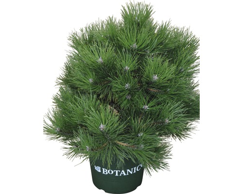 Borovice v květináči