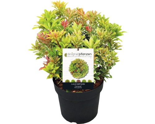 Pieris japonský FloraSelf Pieris japonica 'Carnaval' výška 40-50 cm květináč 6 l Japonská Andromeda ''Carnaval'' v květináči