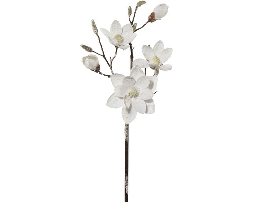 Magnolie ojíněná 92 cm