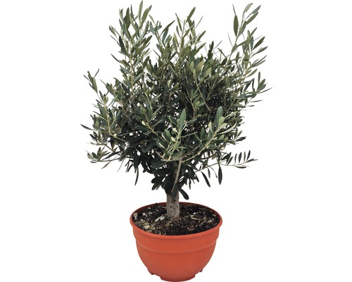 Olivovník evropský FloraSelf Olea europaea 20-40 cm květináč Ø 25 cm