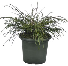 Zelený zakrslý cypřiš v květináči