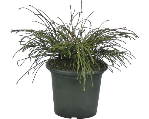 Zelený zakrslý cypřiš v květináči